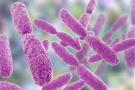 Gut microbiome: meet Klebsiella pneumoniae