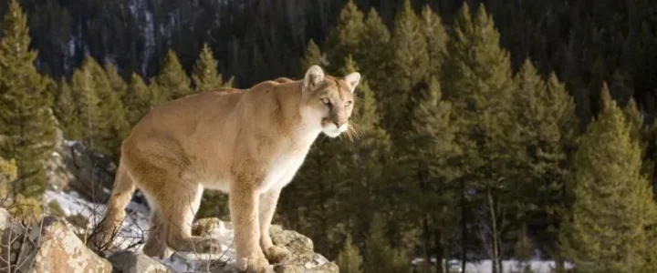 Woman killed in suspected mountain lion attack in US